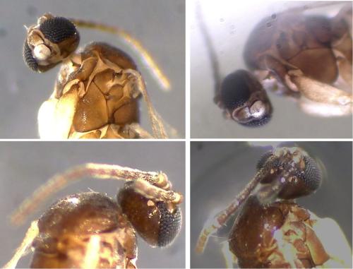 Corynoptera sp.